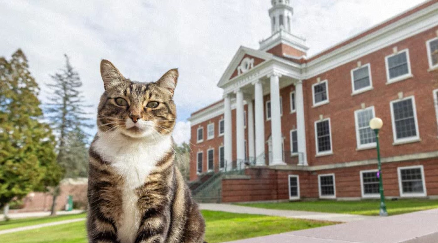 Motanul Max a reușit să devină una dintre "cele mai deștepte" feline din lume, fără prea mult efort. Titlul pe care îl deține