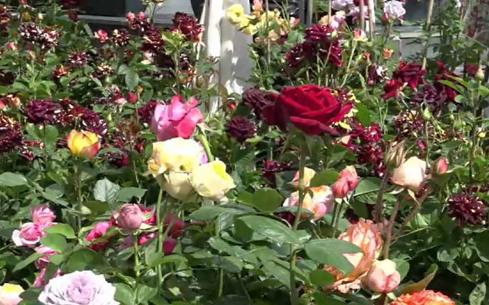 Trandafirii „Hocus Pocus”. Specia de flori care a făcut furori în toată țara. Își schimbă culoarea ca prin magie
