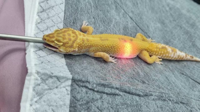 Clinicile veterinare de la noi s-au specializat în îngrijirea animalelor exotice. Medicii tratează pacienți de toate felurile