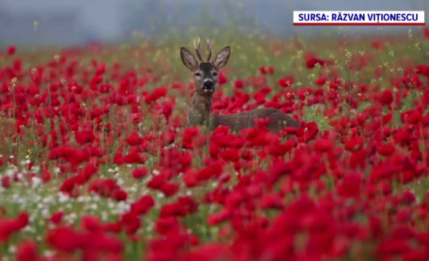 Câmpurile s-au umplut de maci, aproape de Timișoara. Cât încasează fotografii pentru o ședință foto