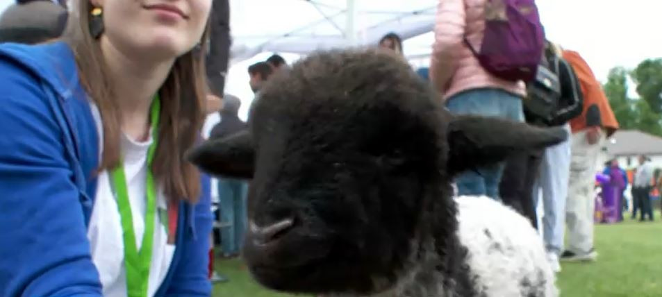 Gigel a fost vedeta unui festival din Iași dedicat necuvântătoarelor. Toți copiii au vrut să-l ia în brațe