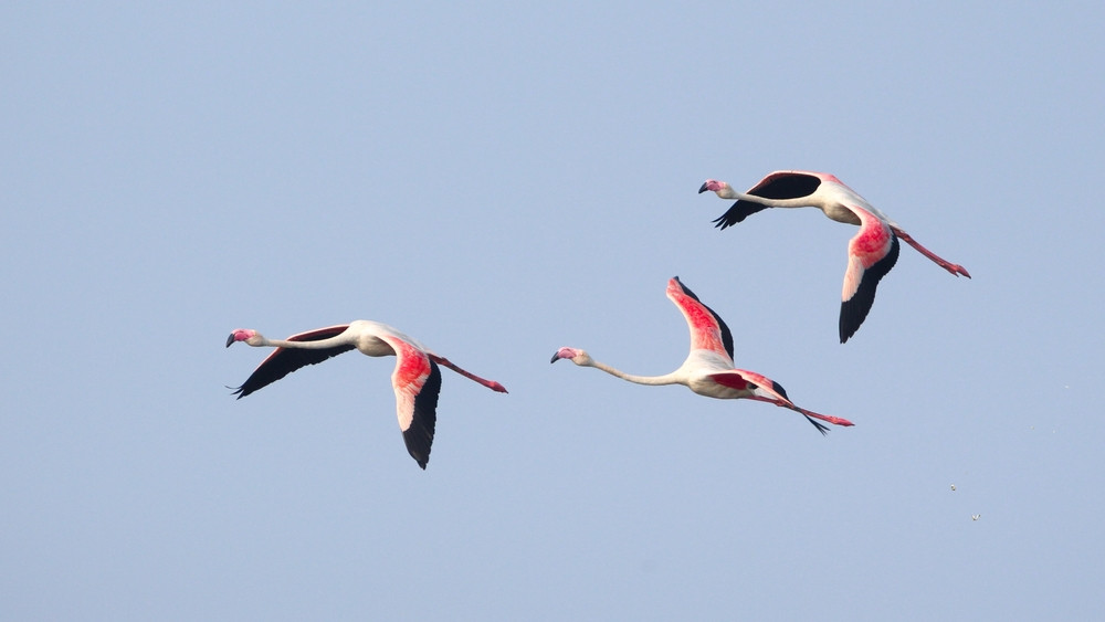 Masacru provocat de un avion în timpul zborului. „Bucăţi de aripi, ciocuri şi picioare erau împrăştiate pe o suprafaţă vastă"