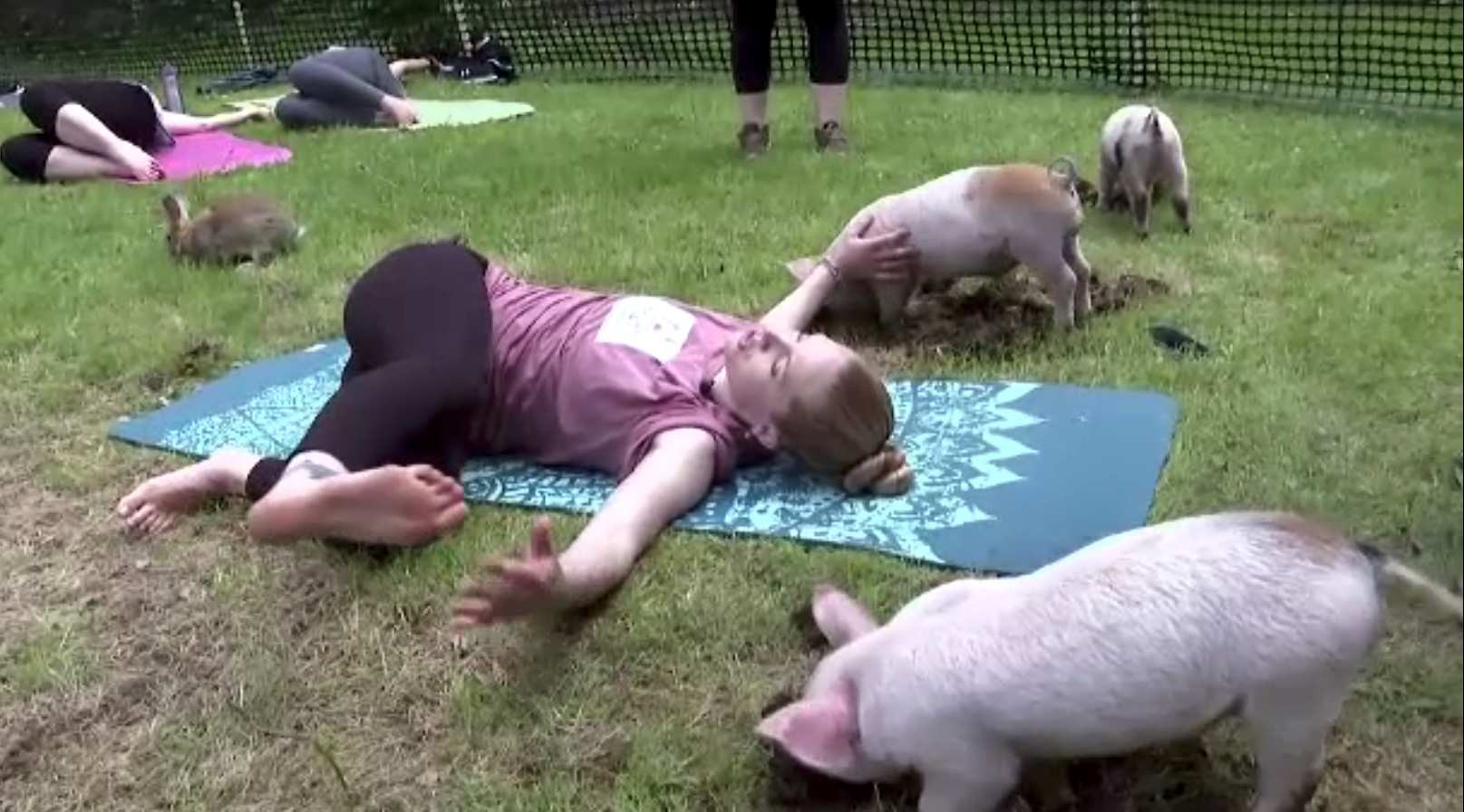 Yoga cu purceluși, noua tendință de wellness în SUA. Participă și un reprezentant al unei asociații de protecție a animalelor