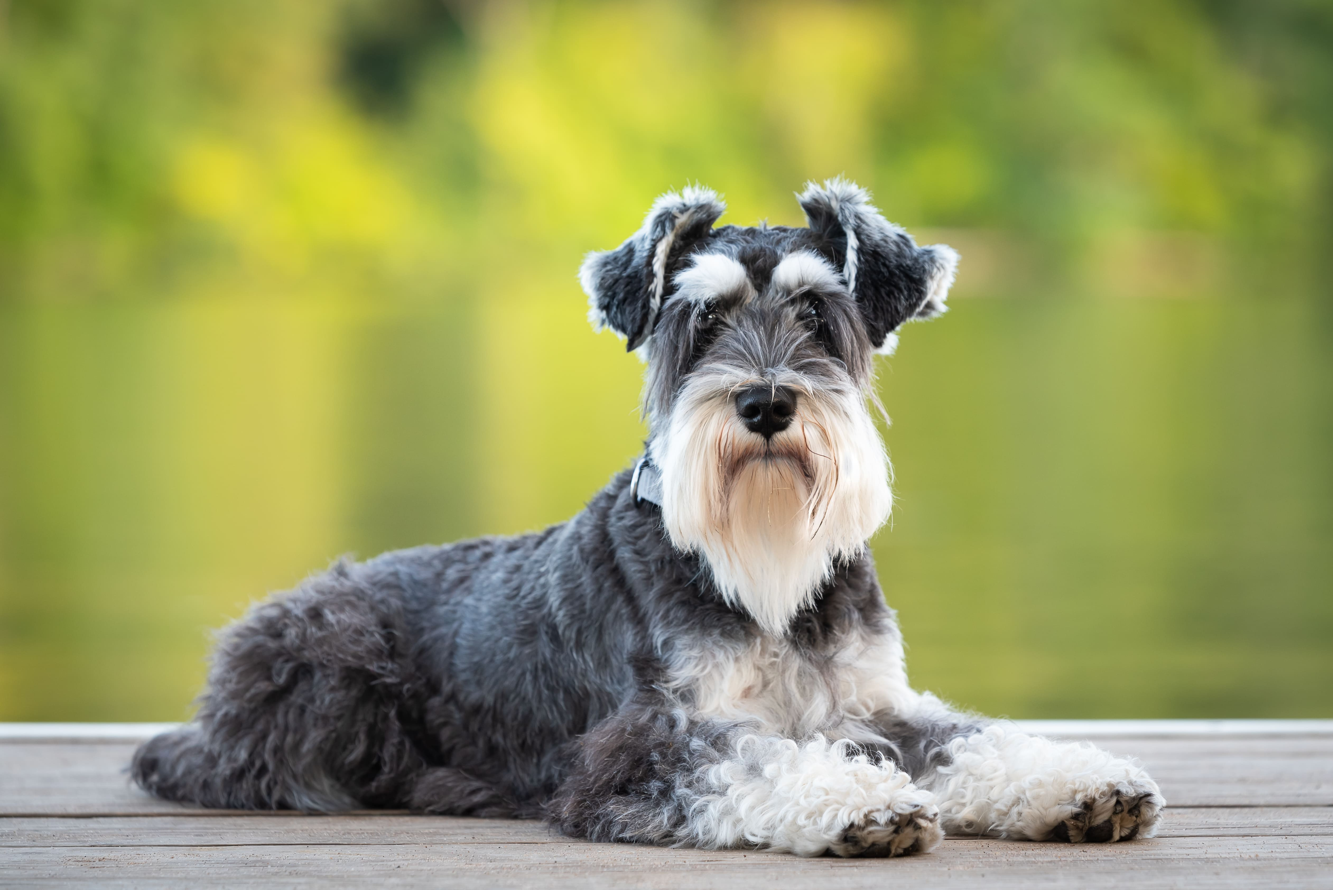 Schnauzer Pitic. Tot ce trebuie să știi despre această rasă de câini și la ce să fie atenți stăpânii