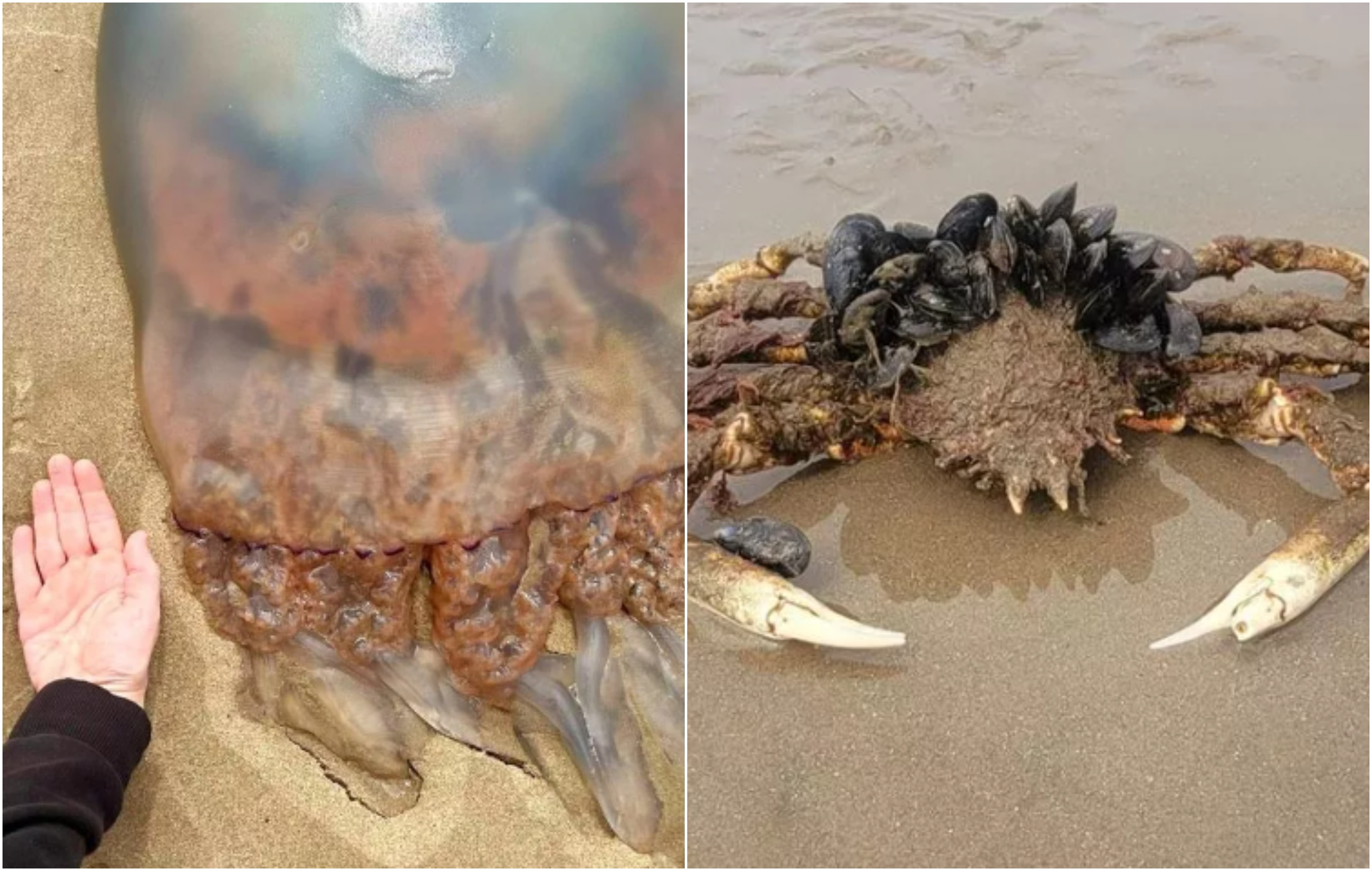 Creaturile uriașe descoperite pe o plajă. Turiștii sunt șocați: „Nu mai intru în mare”. GALERIE FOTO