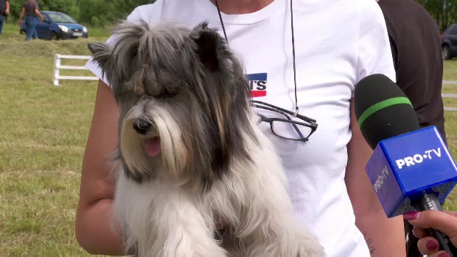 Festival canin la Sâmbăta de Sus: Proprietari de câini din toată țara și-au adus patrupedele la concurs