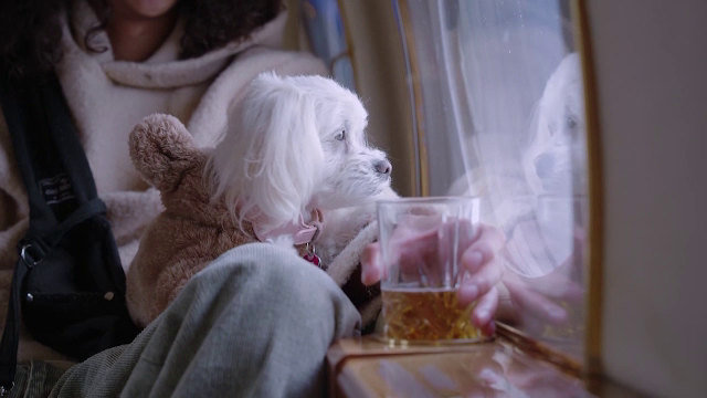 Tot mai multe companii aeriene oferă zboruri de lux pentru cei care călătoresc cu animale. Un bilet costă chiar și 16.000 $