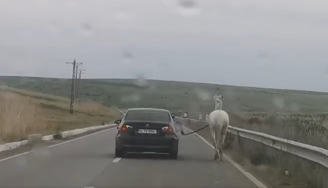 Un BMW plimba un cal. Postarea care a devenit virală în câteva ore VIDEO