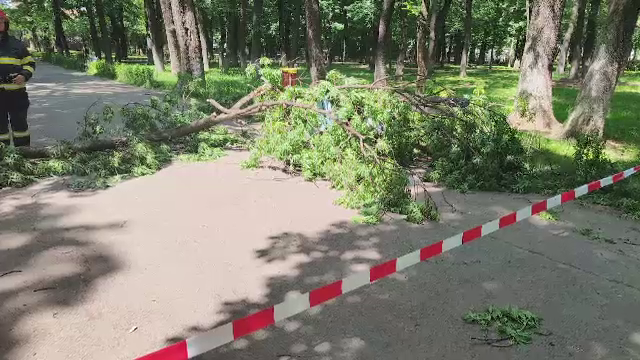 Sute de copaci uscați vor fi tăiați în București, după ce o femeie a fost rănită grav. „Dacă îți pică în cap e ireversibil”