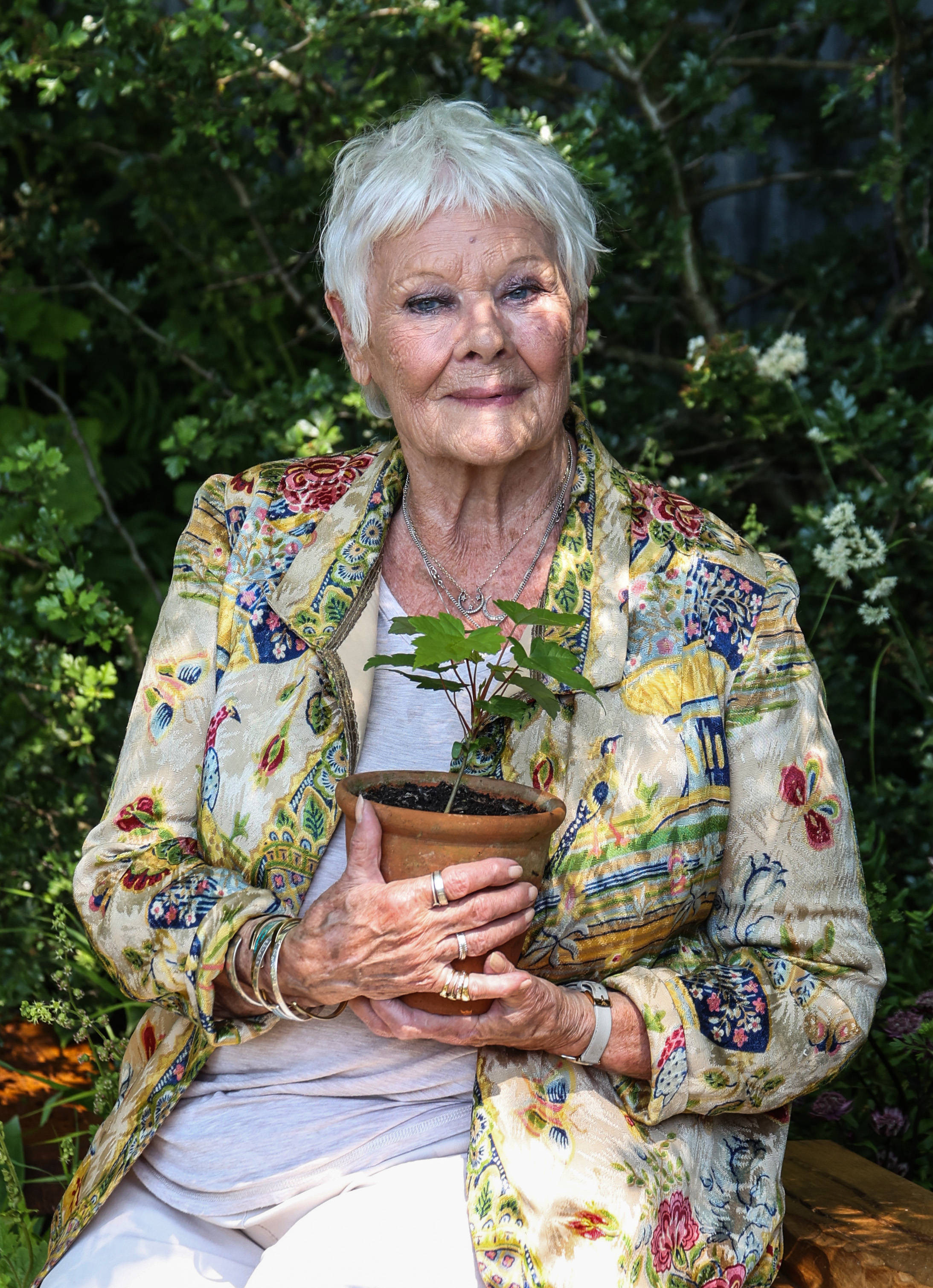 judi dench
