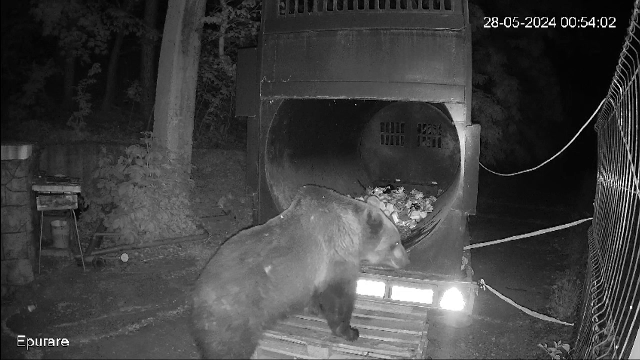 Un urs care își făcea frecvent apariția în stațiunea Slănic Moldova a fost capturat și relocat