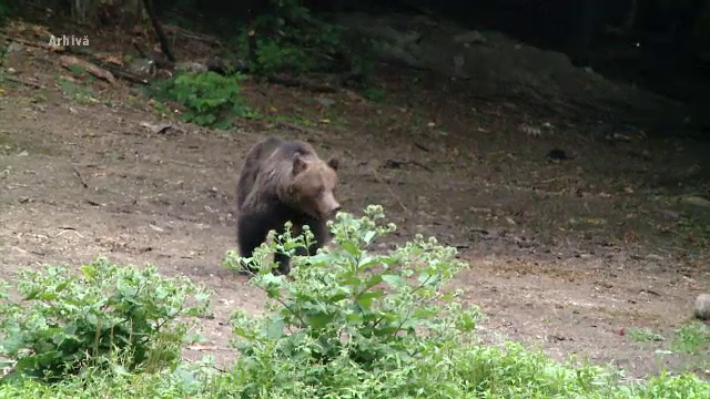 Cum au reușit doi soți din Republica Moldova să scape de un urs care i-a atacat în Slănic Moldova