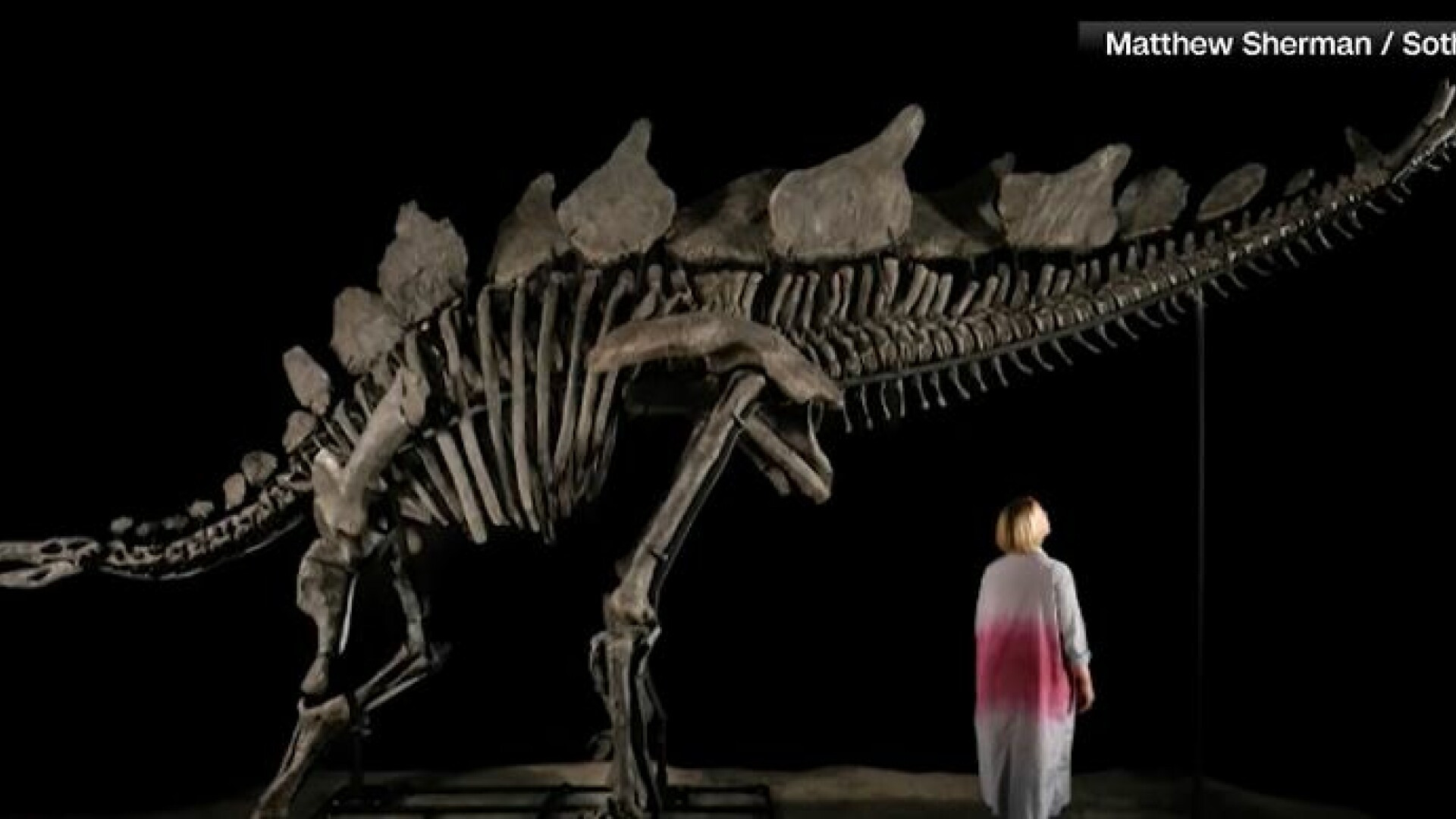 Cum arată cel mai mare schelet de stegosaurus. A trăit pe Pământ în urmă cu 161 de milioane de ani. A fost scos la licitație