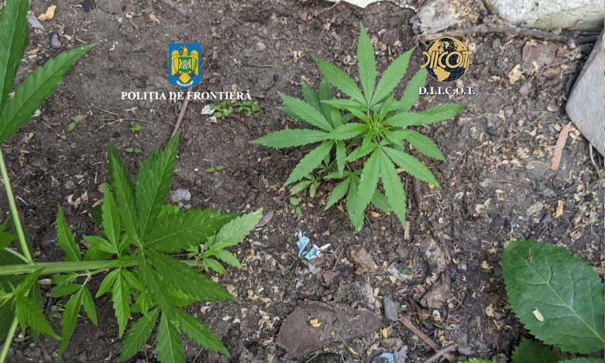 Un elev din Tulcea, arestat preventiv pentru trafic de droguri de risc. Ce vindea cu un alt bărbat minorilor