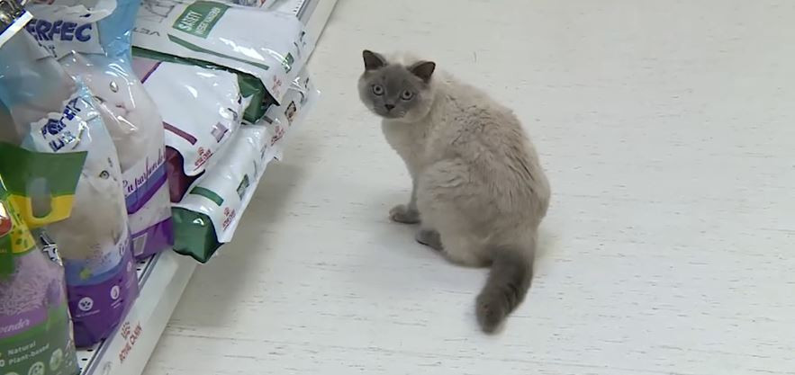 Tot mai multe animale de companie au probleme de greutate. Gestul de „iubire” făcut de stăpâni care dăunează