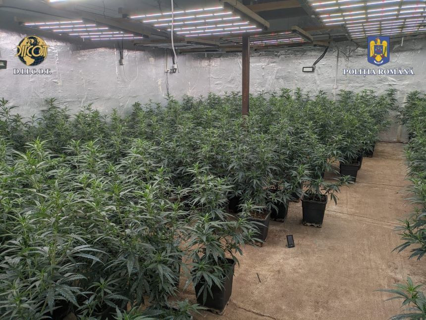 Șase plantații de canabis, găsite în Dâmbovița. Mai multe persoane vindeau droguri online, pe un grup numit „Iarbă dulce”