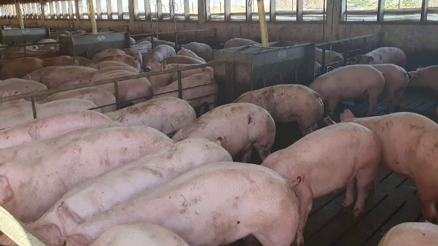 Focar de pestă porcină africană într-o fermă din Buzău. Aproape 3.000 de animale sunt bolnave