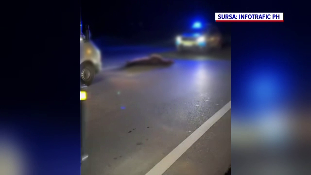 Un urs a murit lovit de două mașini, pe DN1. Un șofer a propulsat animalul în fața altei mașini