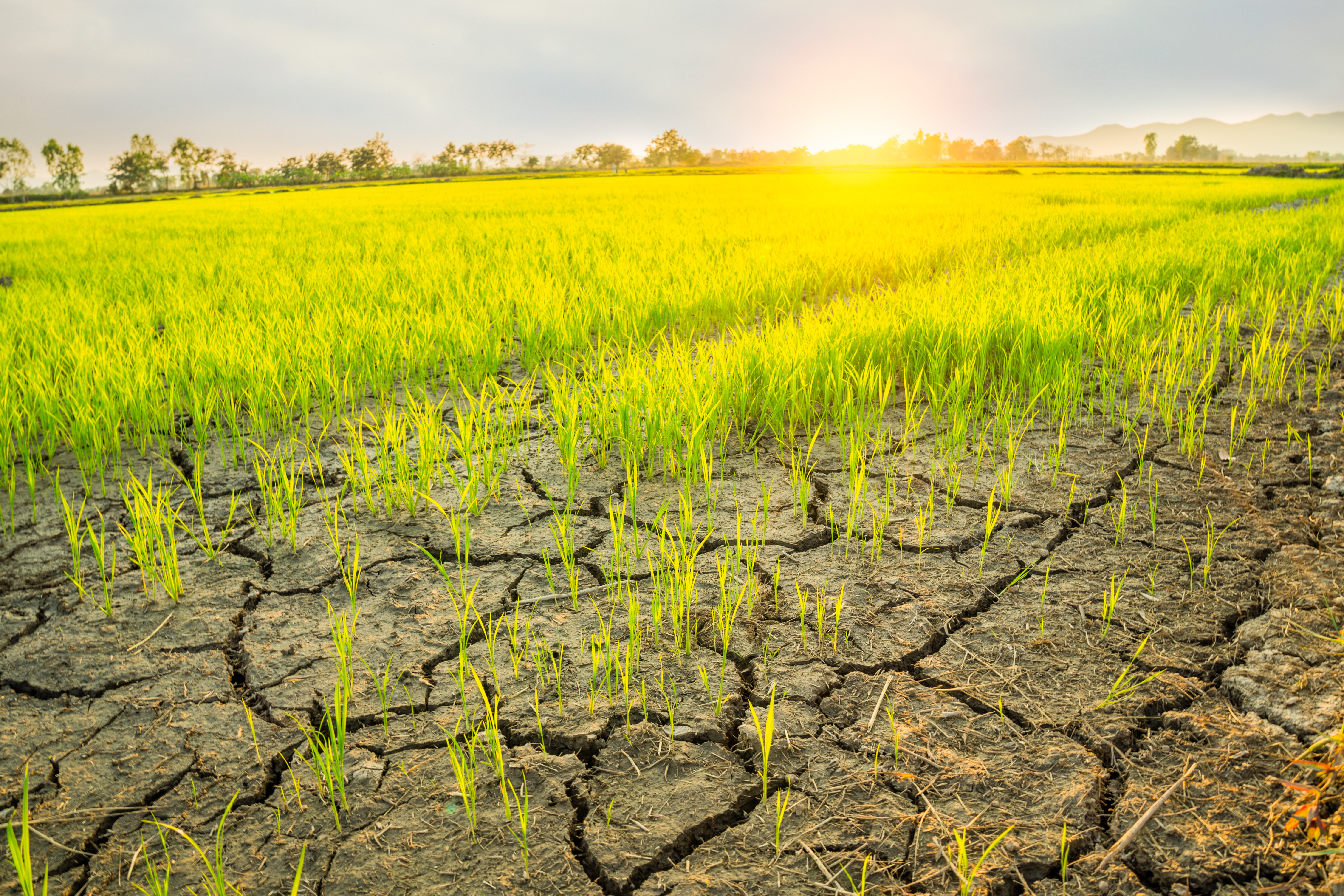 Alimentele a căror producție mondială a scăzut, din cauza schimbărilor climatice