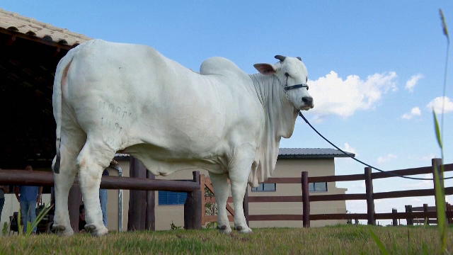 O vacă trăiește la o fermă unde este păzită de agenți înarmați și camere de supraveghere. Ce o face atât de specială | FOTO
