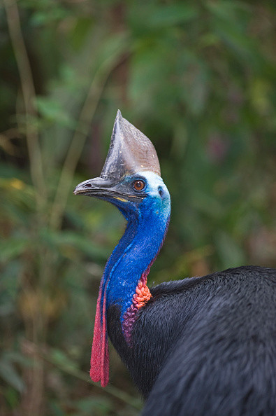 Este un dinozaur al timpurilor moderne, cu gheare de 10 cm. Pasărea care nu poate zbura și sunt doar câteva mii în lume