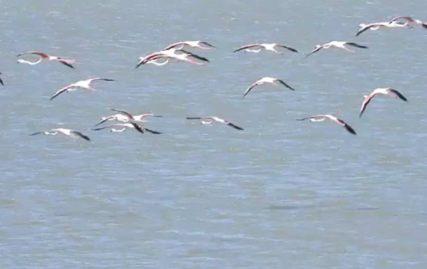 Păsările care s-au refugiat din Ucraina, tocmai la Constanța. „Este clar că sunt speriate de război”