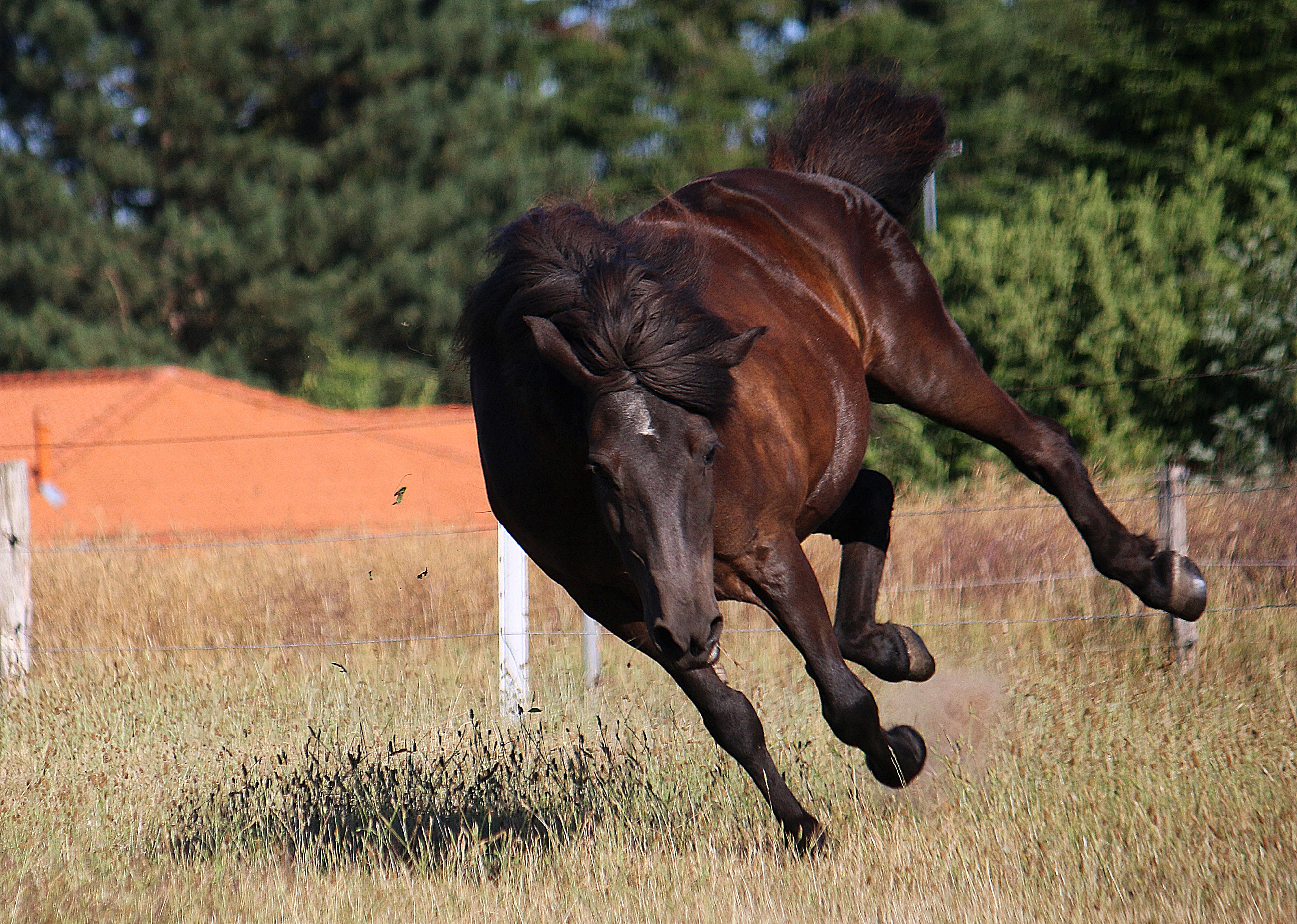 Un milionar român abia a scăpat cu viață după ce a fost atacat de un cal: ”Nu e de ținut de om!”. A doua zi, i-a ars o fermă