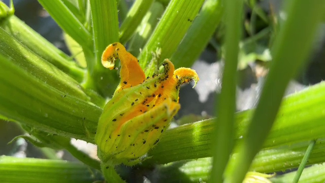 Metoda pe care au găsit-o agricultorii români pentru a scăpa de dăunători, fără a folosi îngrășăminte chimice și pesticide