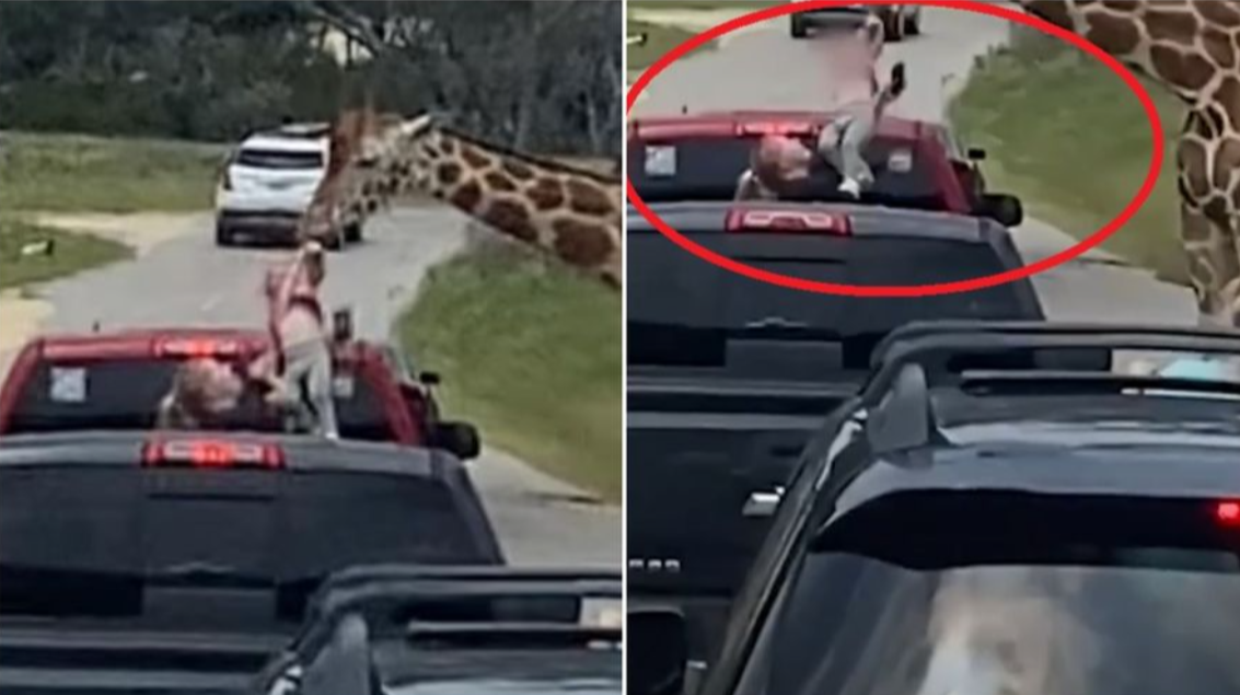Momentul în care o fetiță de 2 ani este smulsă de o girafă din brațele mamei. Copila voia să o hrănească