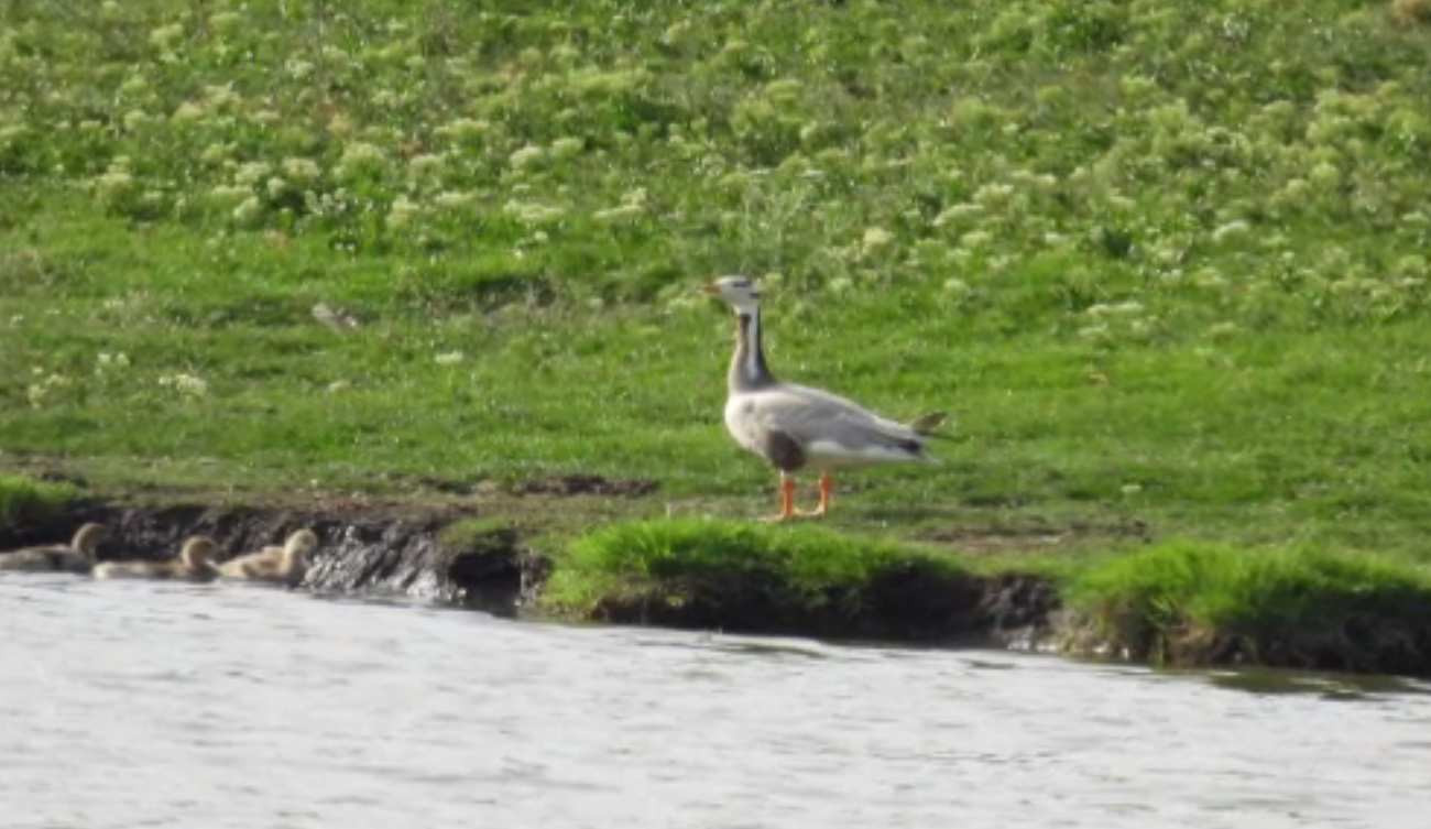 De ce apar tot mai multe animale exotice la noi, în natură. Explicația biologilor
