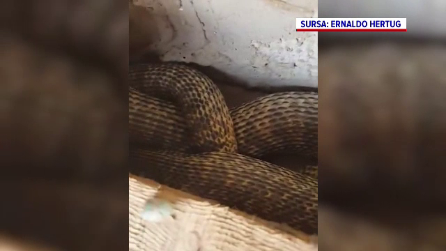 „Balaurul Dobrogean”, descoperit de un bărbat din Tulcea pe acoperișul casei. Au intervenit jandarmii. VIDEO