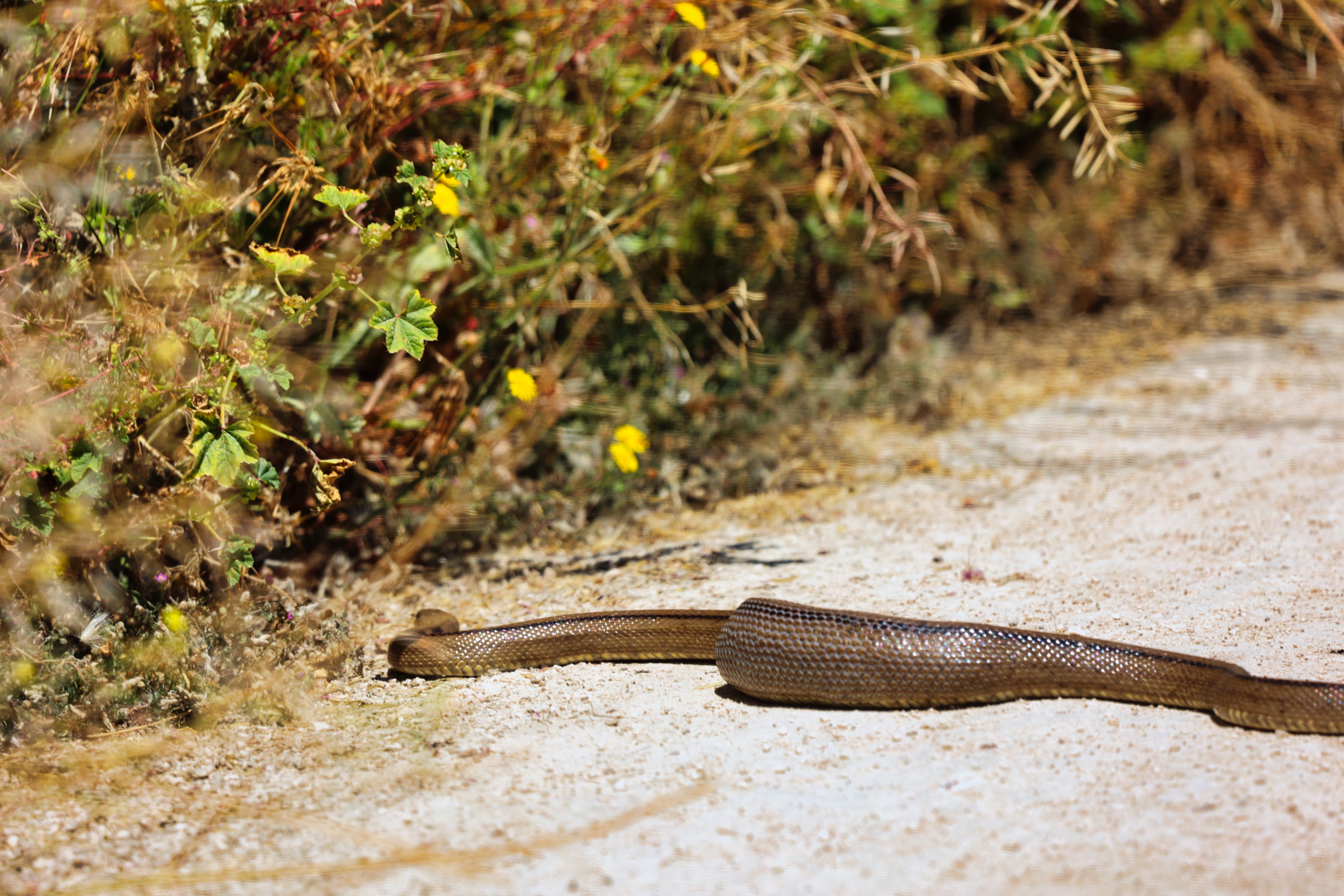 O femeie din Indonezia a fost înghițită de un piton uriaș. „Îmi pare rău pentru suferința prin care a trecut”