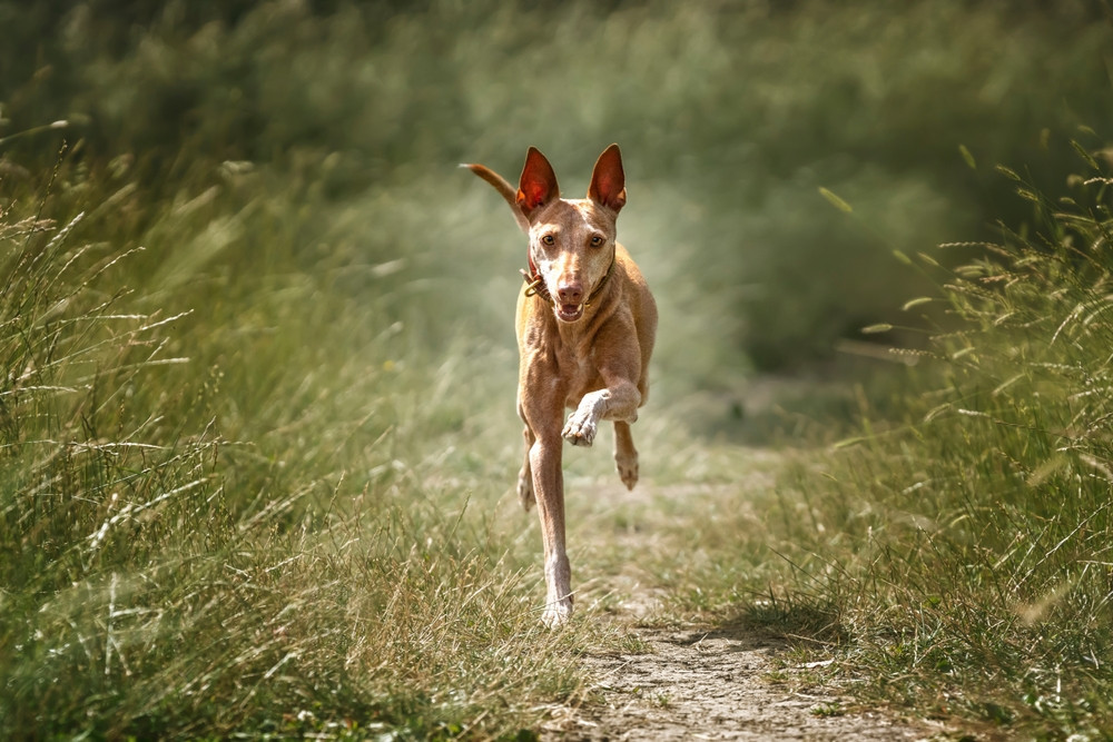 Un câine a alergat 6 kilometri ca să ceară ajutor pentru stăpânul său care căzuse cu mașina într-o râpă