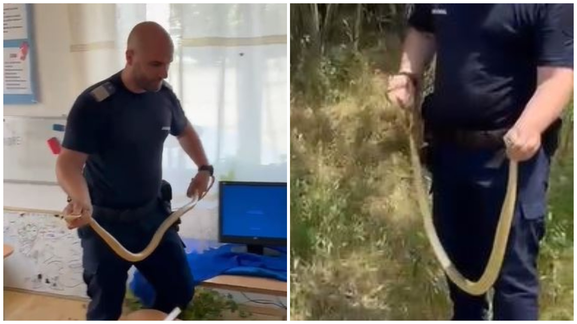 Panică în apropierea unei secții de vot din Dolj. A fost găsit un șarpe în incinta unei grădinițe