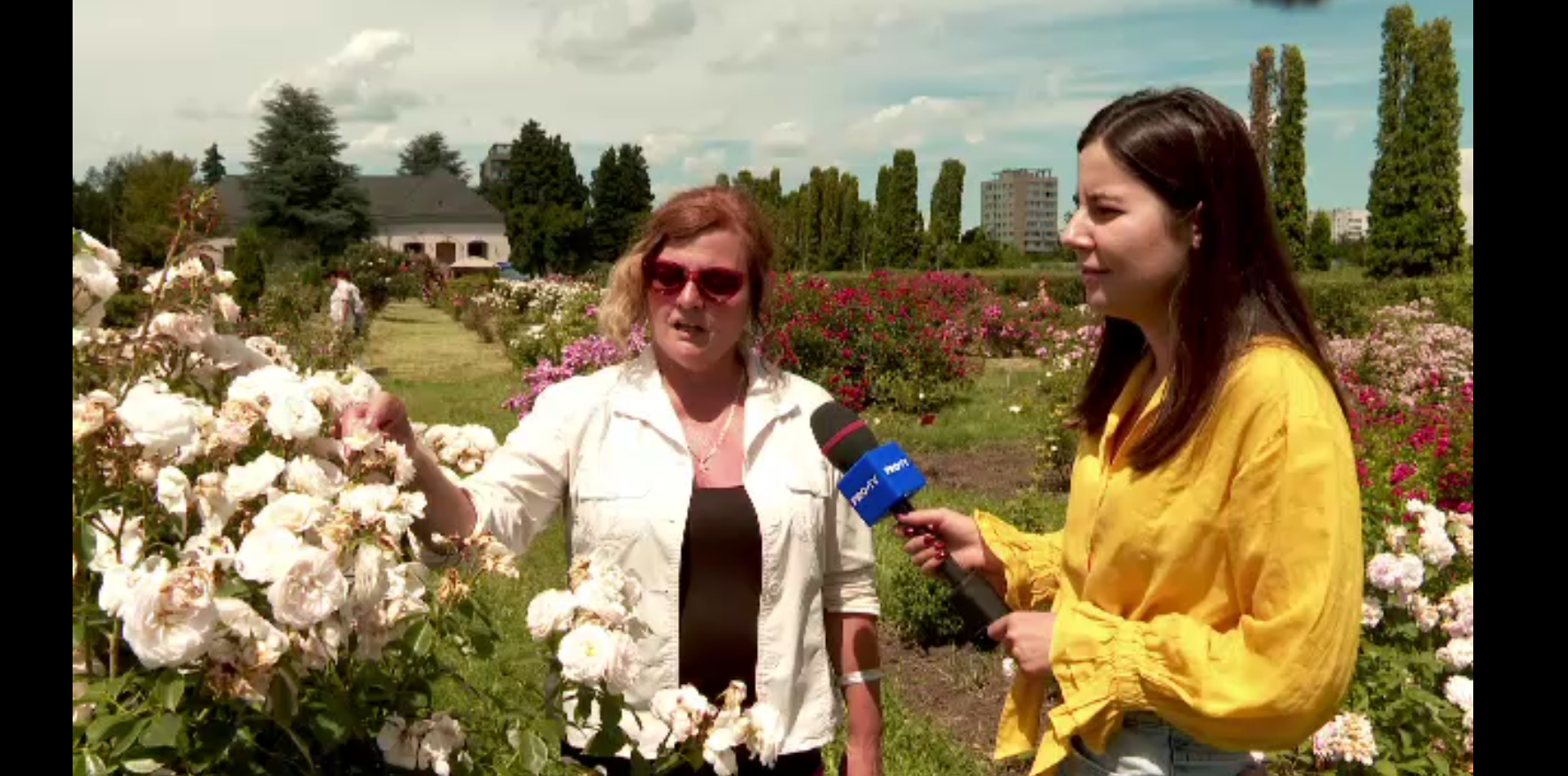 Weekend plin de parfum și culoare la grădina de trandafiri a Universității de Științe Agricole din Cluj-Napoca