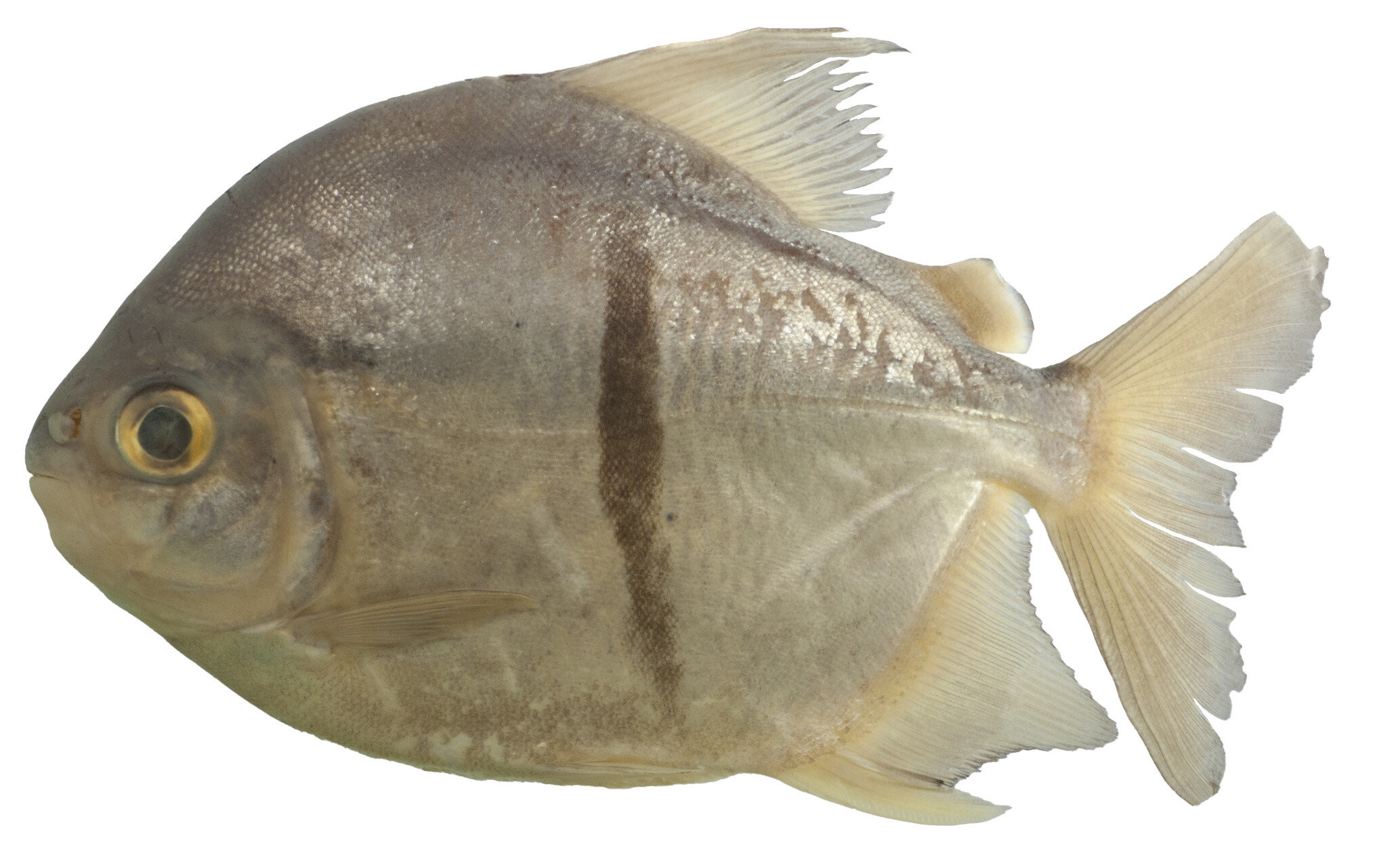 Un nou animal a fost descoperit de cercetători. Este surprinzător ce mănâncă. FOTO