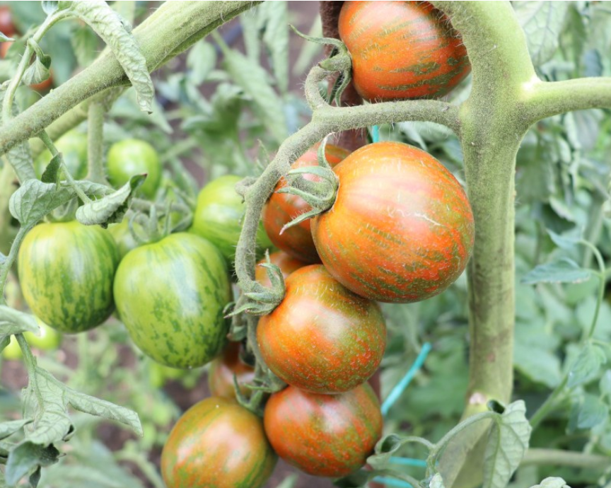 Cercetătorii de la Buzău au creat roșia cherry tricoloră, care crește până la 5 metri. ”Această tomată este prețioasă”