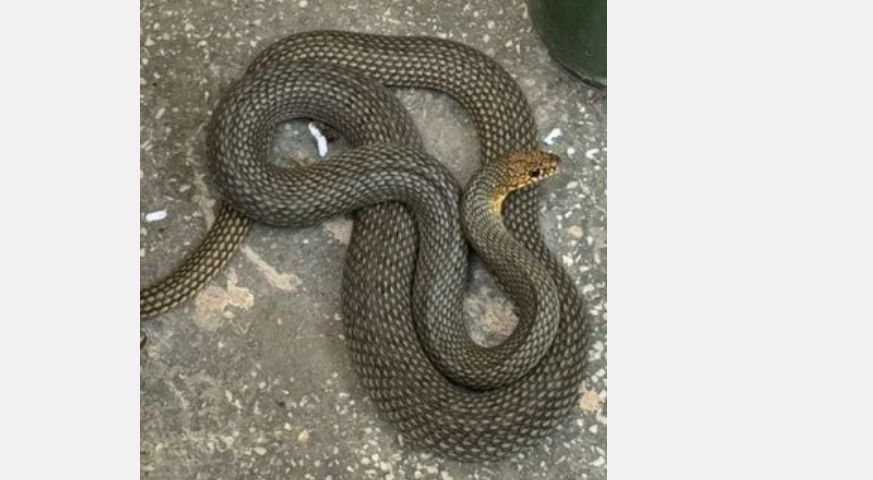 Şarpe de peste un metru şi jumătate, ridicat de jandarmi dintr-o locuinţă din judeţul Constanţa