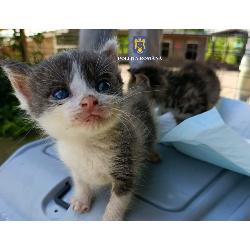 Amenda uriașă primită de un bărbat din Caraş-Severin care a abandonat cinci pui de pisică lângă un container de gunoi