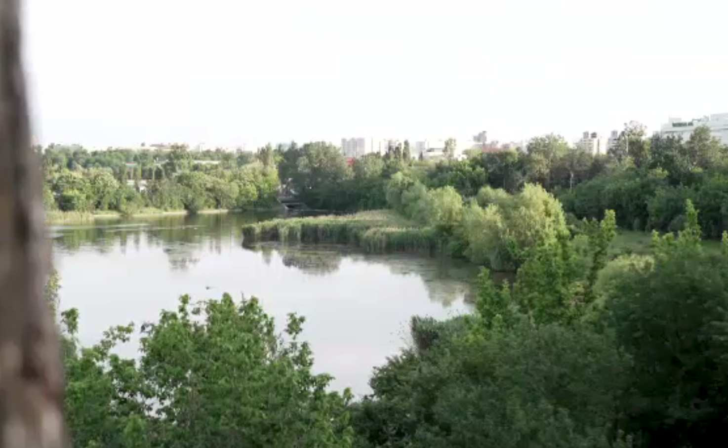 Pădurile urbane din zona Bucureștiului au nevoie să devină arii protejate. „Cred că orașul s-ar îmbolnăvi”