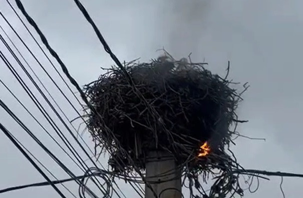 Un cuib de berze a luat foc, în Alba. Nimeni nu știe cum s-a întâmplat