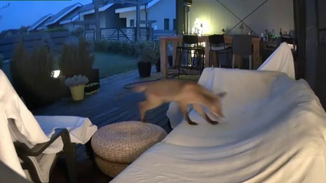 Animalele sălbatice se apropie tot mai mult de orașe. Care sunt recomandările specialiștilor