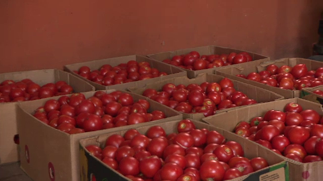 Recolta bogată de roșii a scăzut prețul. Producătorii se plâng că nu pot vinde marfa. „Nu pot să scap de ele”