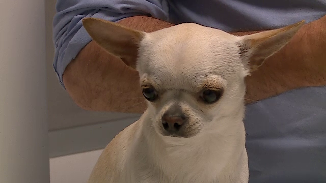 Și animalele suferă din pricina caniculei. Ce spun medicii veterinari despre tunderea pisicilor și câinilor pe timpul verii