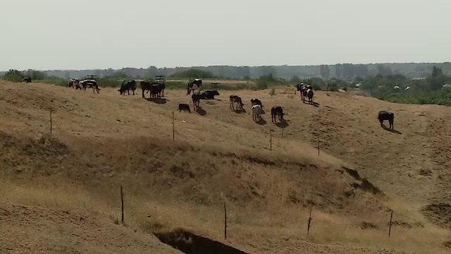 An atipic pentru agricultori. În timp ce unora li s-au copt spicele de grâu și orz mai devreme, la alții suflă vântul