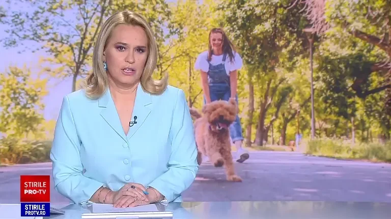 Și animalele suferă din pricina caniculei. Ce spun medicii veterinari despre tunderea pisicilor și câinilor pe timpul verii