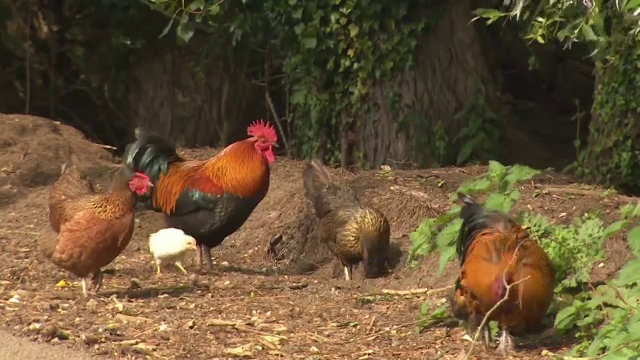 Orașul din Europa care a fost invadat de găini. Localnicii au ajuns la exasperare