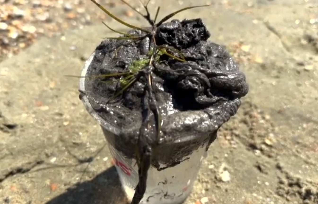 Alertă pe litoral. Ce s-a găsit &icirc;n Marea Neagră. &bdquo;Peștii parcă erau speriați de aceasta&rdquo;