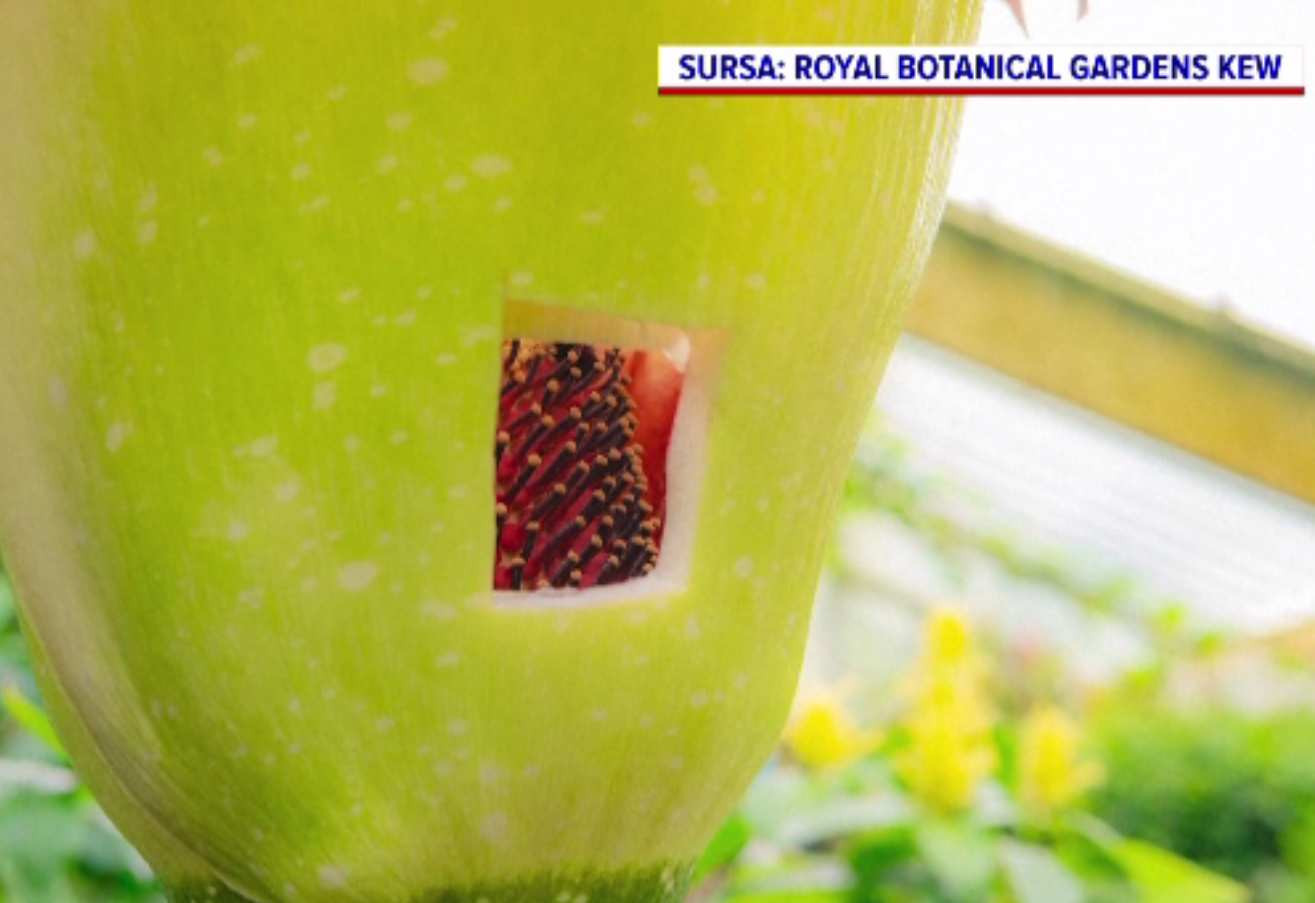 Cea mai urât mirositoare floare din lume a înflorit, dar momentul a fost ratat. Cum arată floarea-cadavru