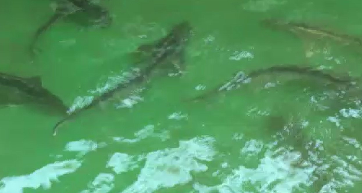 Peștele cu cele mai scumpe icre. Kilogramul costă chiar și 13.000 de euro, iar braconierii români fac ravagii în Dunăre